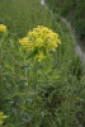 euforbia_palustre.jpg