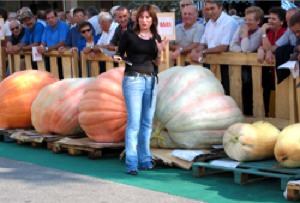 zucca