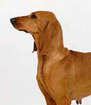 segugio