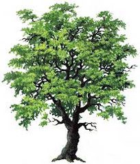 albero 204x240