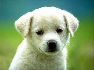 CANE_320x240