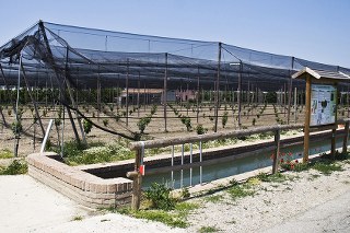 IRRIGUI VIGNOLA 320x213