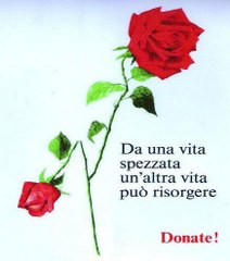 Rosa Aido 212x240