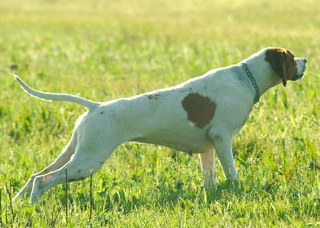 cane_ferma_320x228