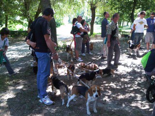 cane_per_sempre_320x240