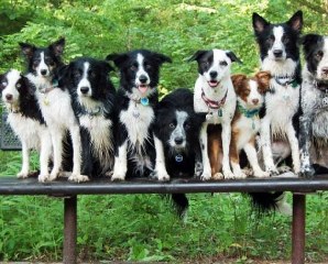 cani-meticci_298x240