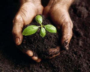 compost 300x240