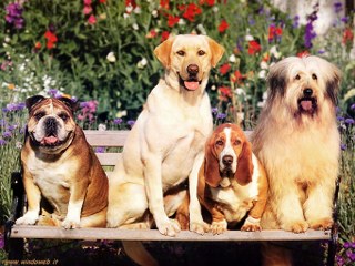 foto cani 320x240