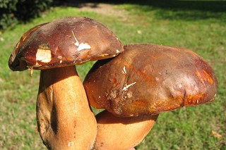 funghi porcini 320x213