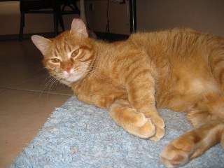 gatto_rosso_320x240
