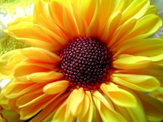 girasole 320x240