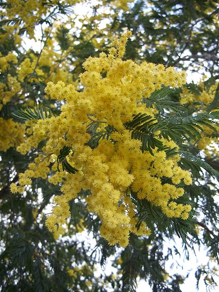mimosa_2