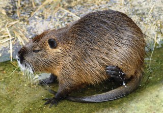 nutria 320x222