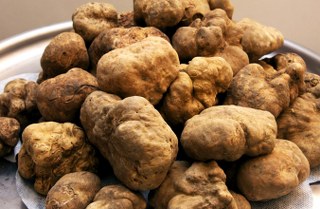 tartufo15 320x209