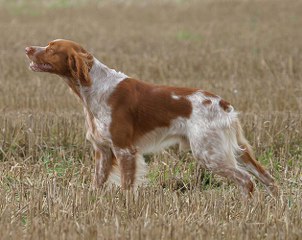 cane_caccia