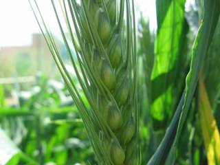 Frumento 320x240