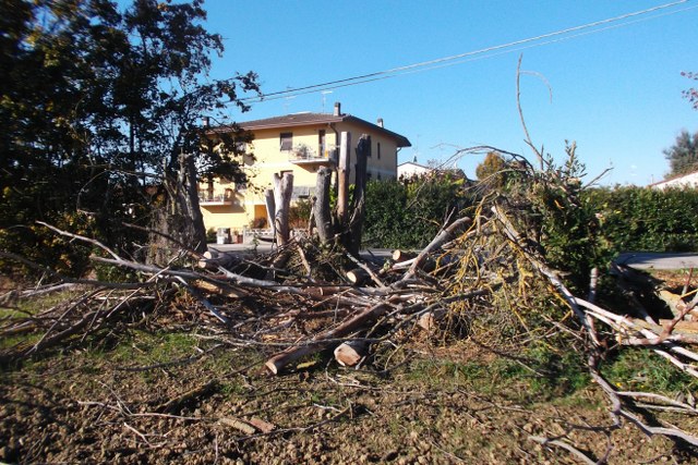 alberi 3 640x427