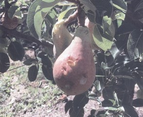 pere 001 294x240