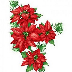 stella di natale 240x240